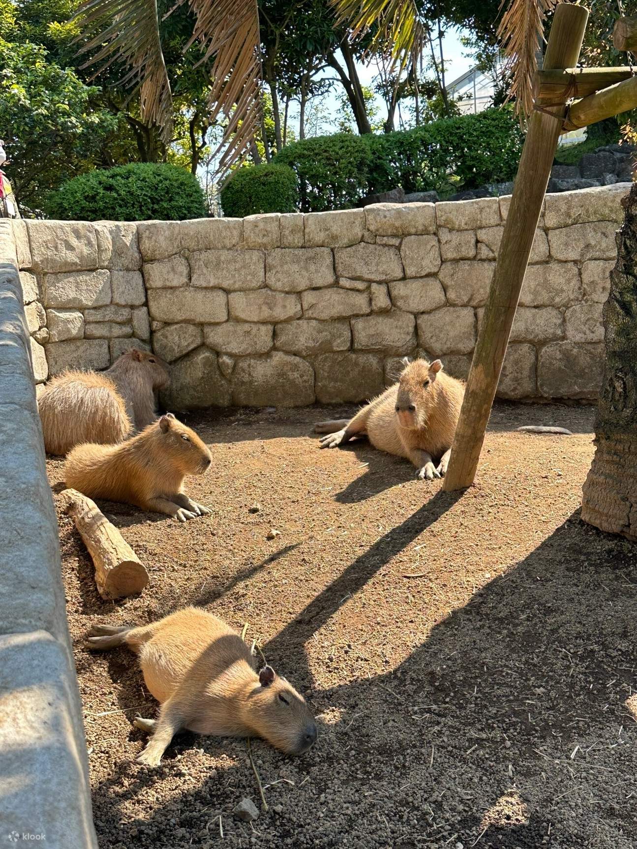 Spring Capybara Hakone Izu Day Tour|Hakone Shrine & Izu Cactus Zoo & Capybara Hot ...